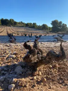 Old Vineyards in Spain - Bodega Cerron