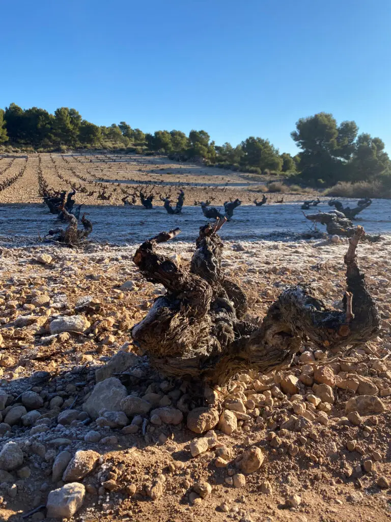 Old Vineyards in Spain