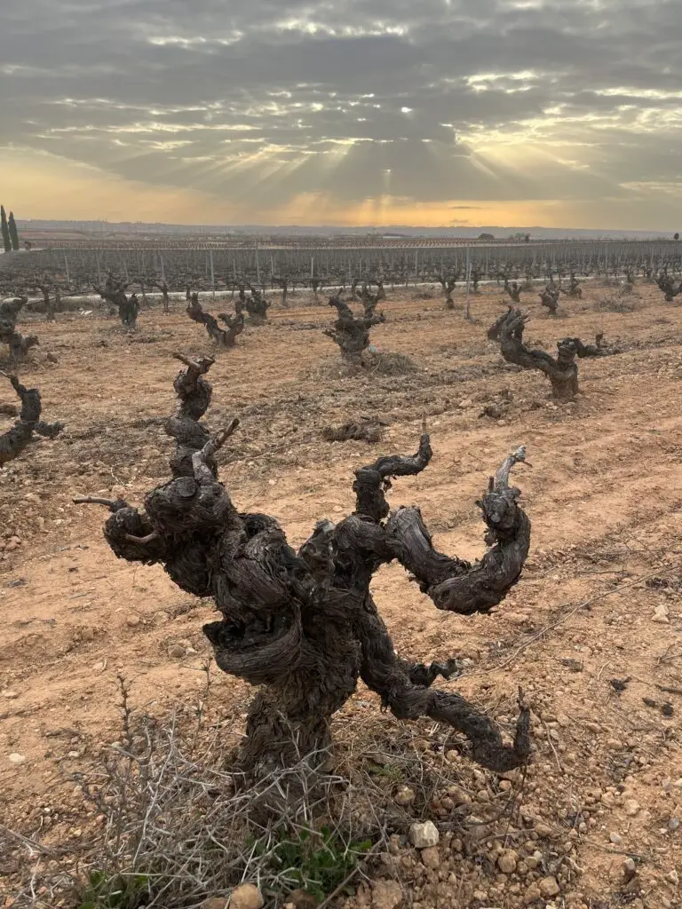 Old Vineyards in Spain