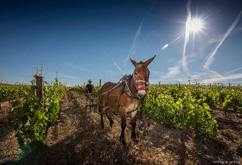 a man pulling a donkey through a vineyard