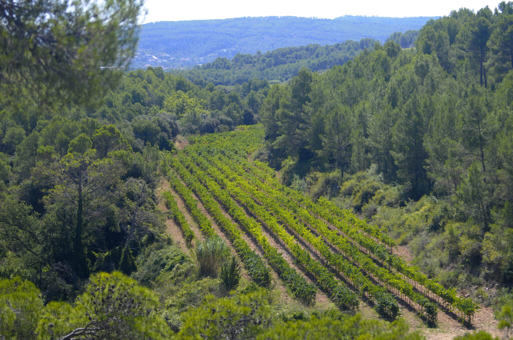 Pares Balta Vineyards